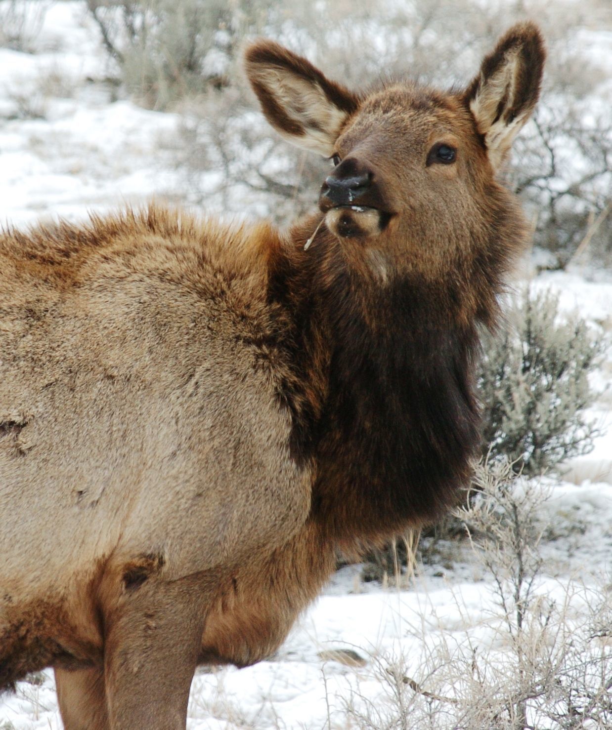 Elk